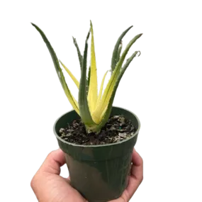 Succulent Aloe Solar Flare