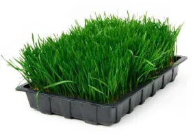 Wheatgrass - Sprouting Seeds